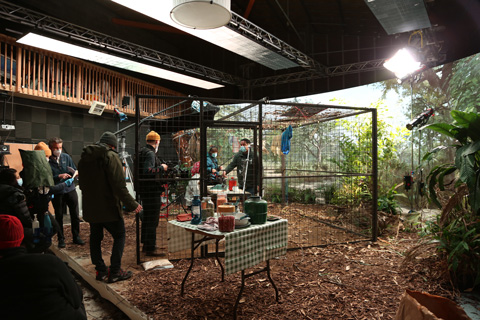 Creating a jungle in Bristol